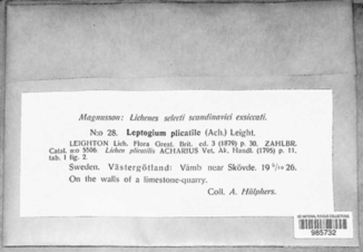 Scytinium plicatile image